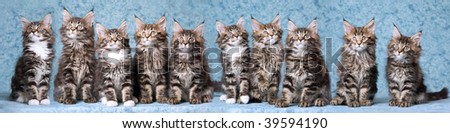 Panorama composite of ten Maine Coon kittens on mottled blue background