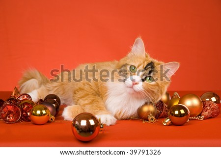 Beautiful Calico cat with Christmas ornaments on orange background