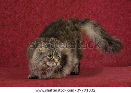 Show champion Laperm cat on mottled red background