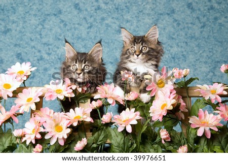 2 Pretty Maine Coon kittens behind fence trellis of pink daisies flowers