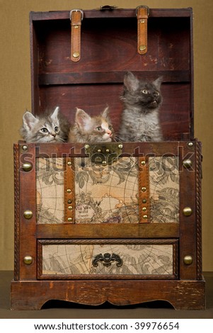 3 LaPerm kittens hiding in vintage luggage trunk