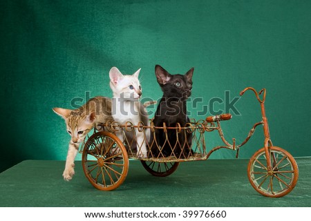3 Oriental and Siamese kittens in mini delivery bicycle on green background