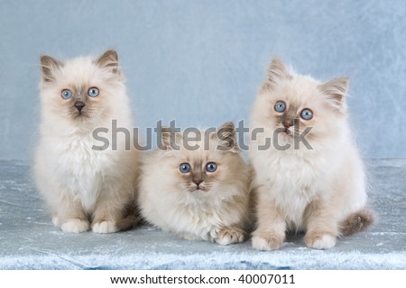 Cute+birman+kittens