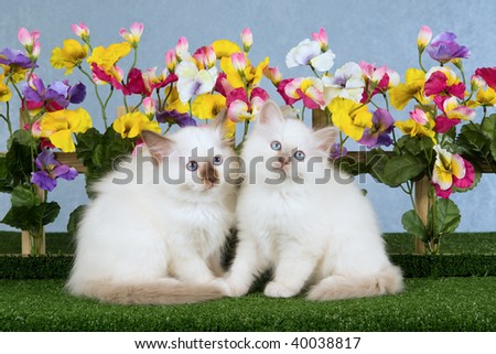 2 Cute Birman kittens with picket fence with pansies flowers on green lawn