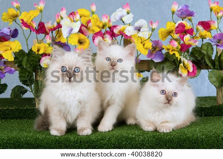3 Cute Birman kittens with picket fence with pansies flowers on green lawn
