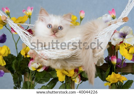 Cute Birman kitten in mini hammock with colorful picket fence with pansies flowers