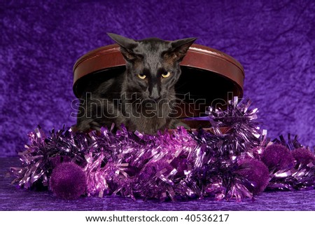 Black Oriental cat in round gift box with purple garland and baubles, on purple background