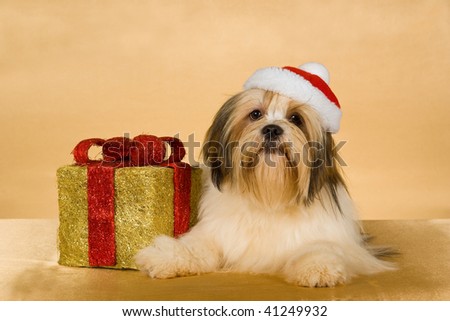 Cute Lhasa Apso puppy on gold background with Santa hat and Christmas present