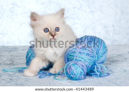 Cute Birman kitten playing with balls of yarn knitting wool