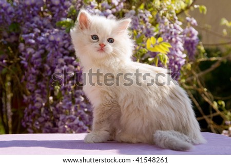 red ragdoll cat