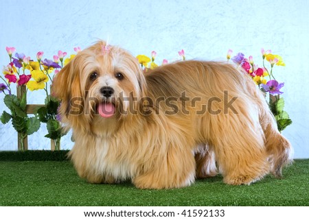 Cute Lhasa Apso puppy on lawn with pansy flowers picket fence