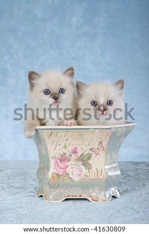 2 Ragdoll kittens sitting inside vintage bin on blue background