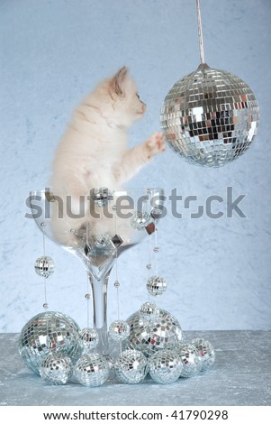 Ragdoll kitten inside large glass with mirror disco balls, on blue background