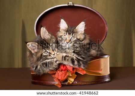 2 Pretty Maine Coon kittens in round gift box