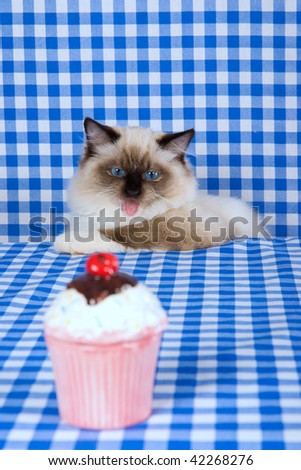 Cute Ragdoll kitten looking at out of focus cupcake on blue check fabric