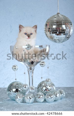 Ragdoll kitten inside large champagne glass with many disco mirror balls