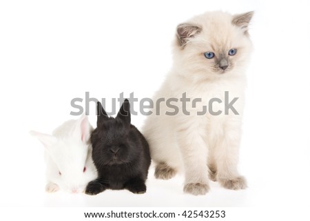 bunnies and kittens. kitten with two unnies,