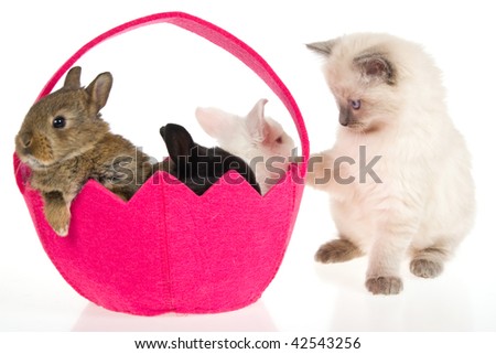 Kitten Bunnies