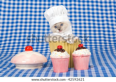 Cute Ragdoll kitten inside cupcake bowl with mini cupcakes, on blue check background