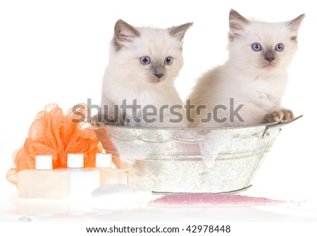 Bubbles Kittens