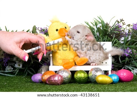 Chinchilla syringe fed on mini bench, with Easter eggs on white background