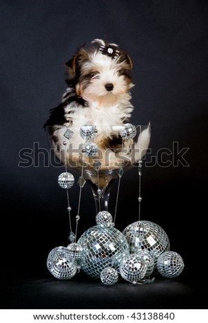 Biewer Terrier puppy in large champagne glass with many mirror balls, on black background