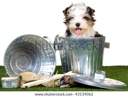 Cute Biewer puppy sitting inside garbage can with rubbish on green lawn, on white background