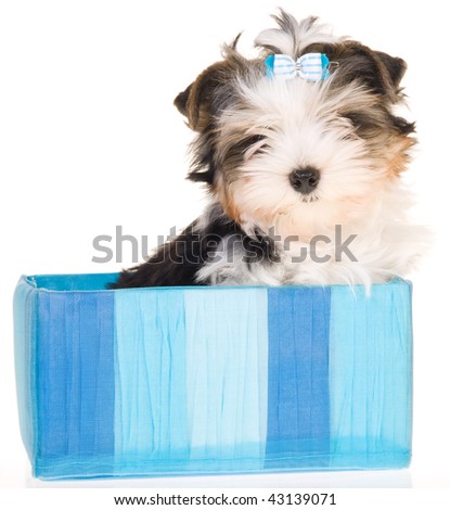 Box Terrier