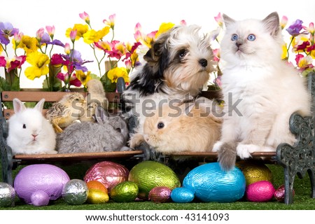 easter bunnies and chicks and eggs. chicks with easter eggs,