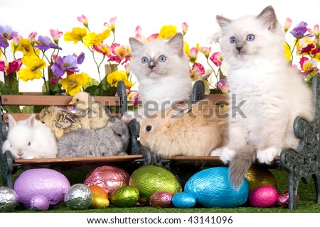 easter bunnies and chicks and eggs. stock photo : Kittens, unnies