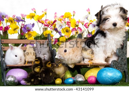 easter bunnies eggs and chicks. stock photo : Puppy unnies,