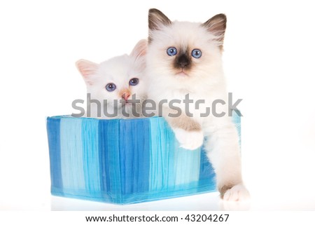 Our kittens a deep blue birman