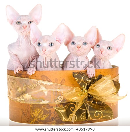 4 Cute hairless Sphynx kittens in vintage hat box, on white background