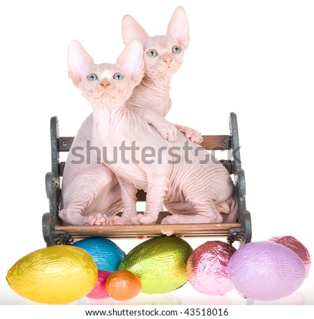 2 Cute hairless Sphynx kittens on mini bench with Easter eggs, on white background