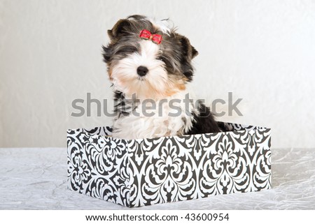 Biewer a la pom pon sitting in black and white gift box on ivory backdrop