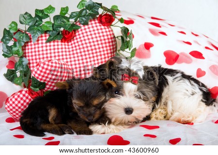 stock photo : Yorkie and Biewer puppies with Valentine hearts