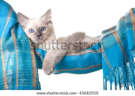 Pretty Ragdoll kitten in blue hammock, on white background