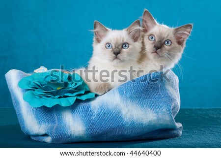 2 Cute Ragdoll kittens sitting inside blue handbag on blue background