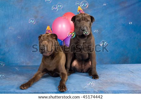 2 Shar Pei dogs with party hats, watching soap bubbles