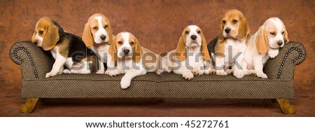 Composite panorama collage of 6 Beagle puppies on miniature chaise sofa