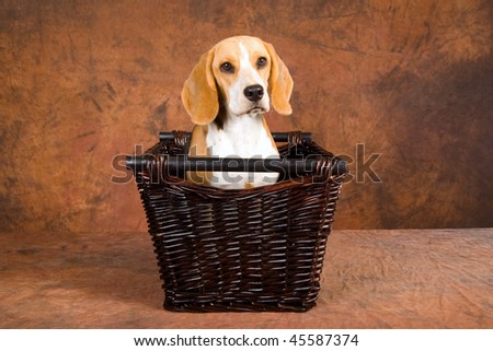Dog Wicker Basket