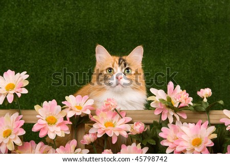 Pretty Calico cat behind picket fence with pink flowers