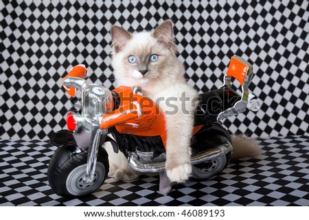 Cute Ragdoll kitten with soft toy motorbike on checkered background