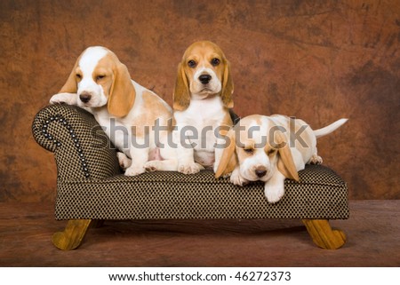Background Images Of Puppies. 3 Pretty Beagle puppies on