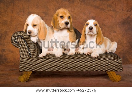 mini beagle puppies. 3 Pretty Beagle puppies on