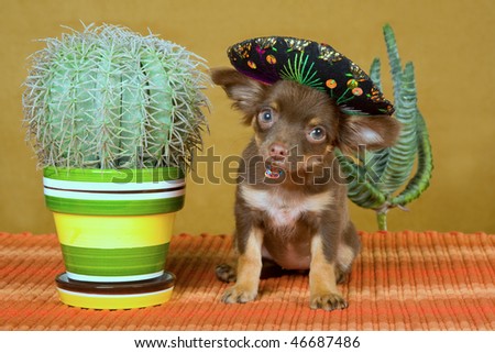 Chihuahua with hat and cactus on gold background