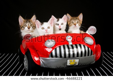 4 kittens in soft toy red car on black background