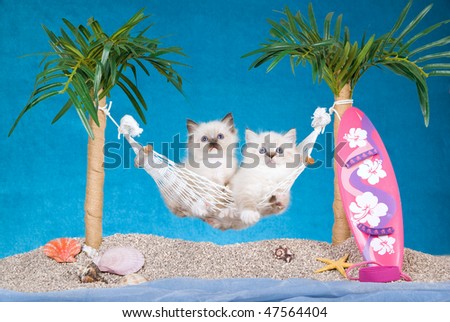 2 Cute Ragdoll kittens in hammock with surf board, on beach scene