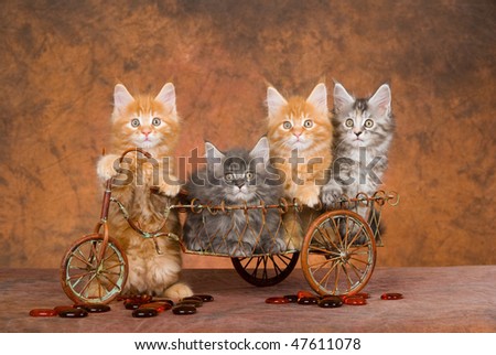 4 Pretty Maine Coon kittens on brown delivery bicycle