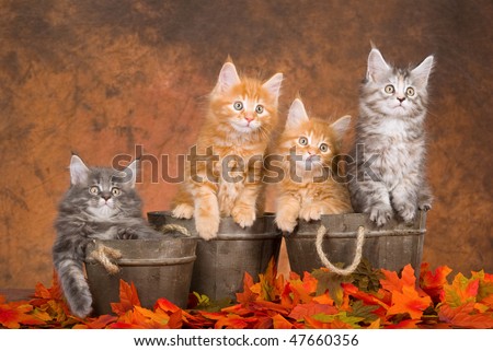 4 Cute Maine Coon kittens in wooden barrels on fall Autumn leaves